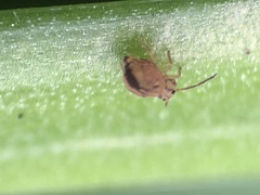 Dicyrtomina