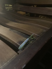 Stagmatoptera septentrionalis