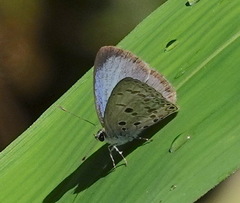 Acytolepis puspa