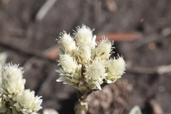 Antennaria parvifolia
