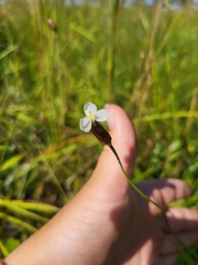 Xyris caroliniana