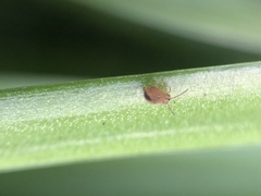 Dicyrtomina