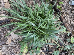 Liriope muscari