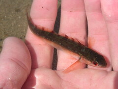 Hexagrammos decagrammus