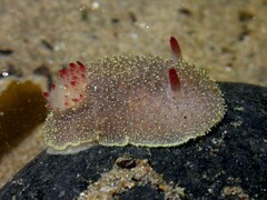 Acanthodoris nanaimoensis