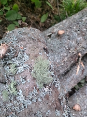 Usnea hirta