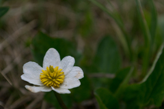 Caltha chionophila