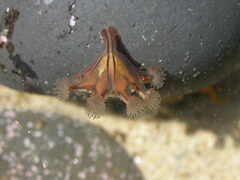 Haliclystus sanjuanensis