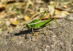 Prionolopha serrata
