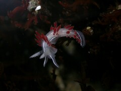 Coryphella trilineata