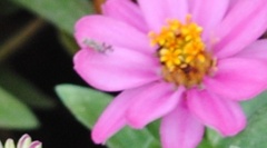 Dioxyna picciola