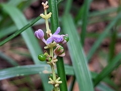 Liriope muscari
