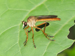 Diogmites sallei