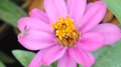 Dioxyna picciola