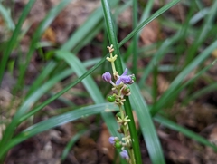 Liriope muscari