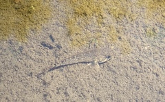 Cottus
