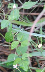 Strophostyles helvola