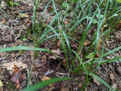 Liriope muscari