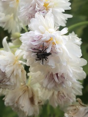 Salticinae
