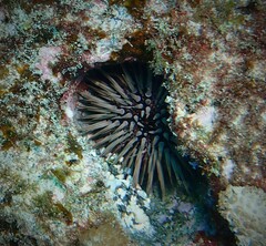 Echinometra mathaei