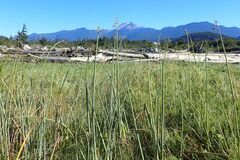 Schoenoplectus tabernaemontani