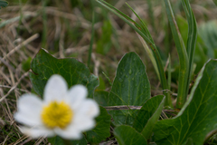 Caltha chionophila