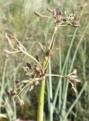 Schoenoplectus tabernaemontani