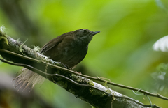 Locustella caudata