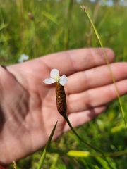 Xyris caroliniana
