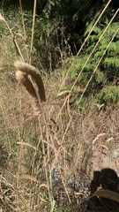 Phleum pratense