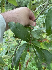 Quercus imbricaria