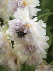 Salticinae