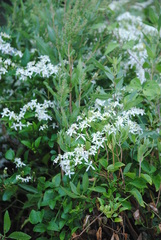 Clematis flammula