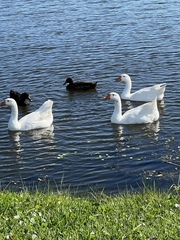Anser anser domesticus × anser cygnoides domesticus