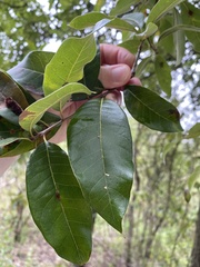 Quercus imbricaria
