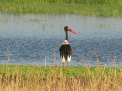 Ephippiorhynchus senegalensis