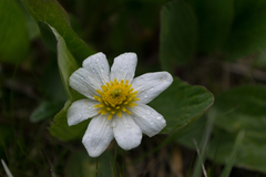 Caltha chionophila