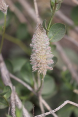Ptilotus nobilis