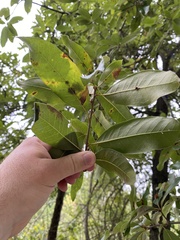 Quercus imbricaria