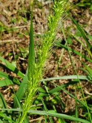 Setaria scheelei