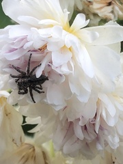 Salticinae