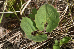 Arnica cordifolia