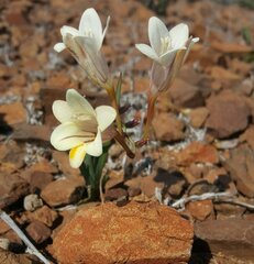 Freesia andersoniae