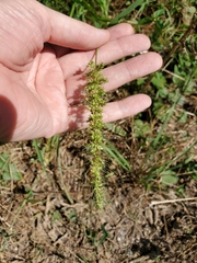 Setaria scheelei