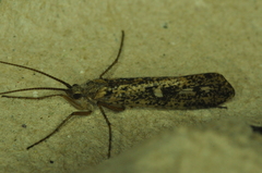 Limnephilus