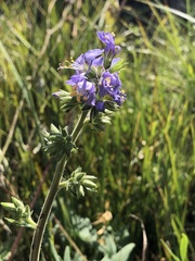 Polemonium occidentale occidentale