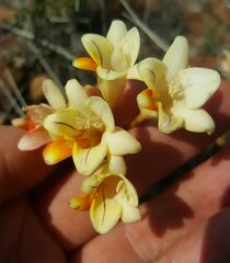 Freesia andersoniae