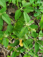 Croton monanthogynus
