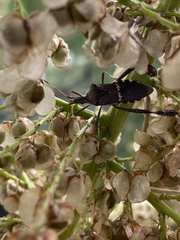 Leptoglossus clypealis