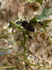 Leptoglossus clypealis